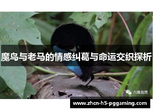 魔鸟与老马的情感纠葛与命运交织探析 魔鸟与老马的情感纠葛与命运交织探析